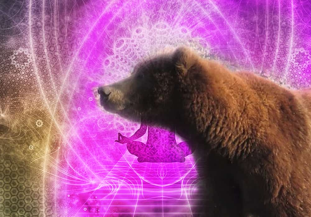 Bear Spirit Animal