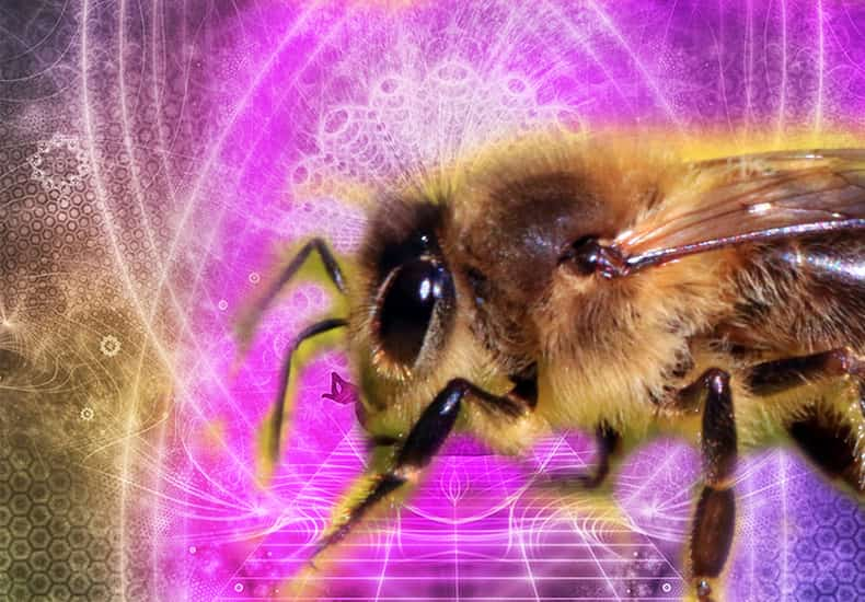 Bee Spirit Animal