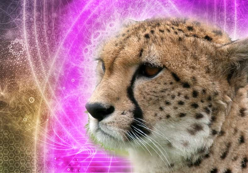 Cheetah Spirit Animal