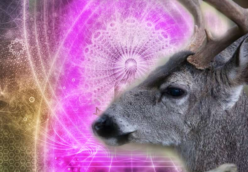 Deer Spirit Animal