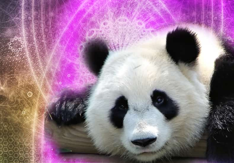 Panda Spirit Animal