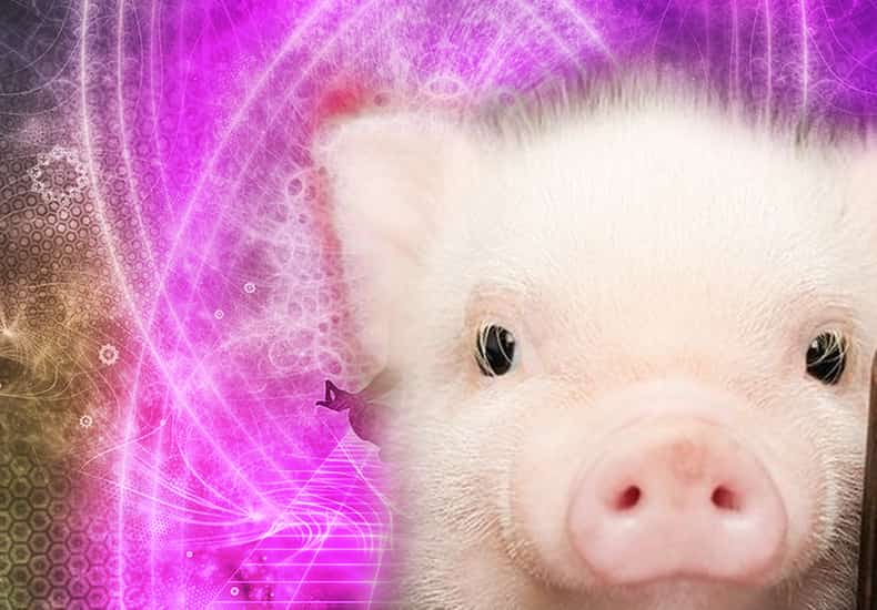 Pig Spirit Animal