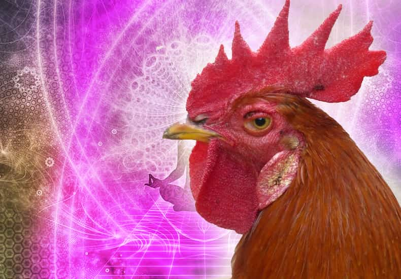 Rooster Spirit Animal