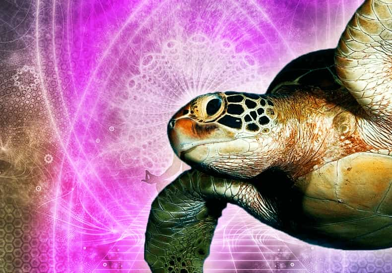 Turtle Spirit Animal