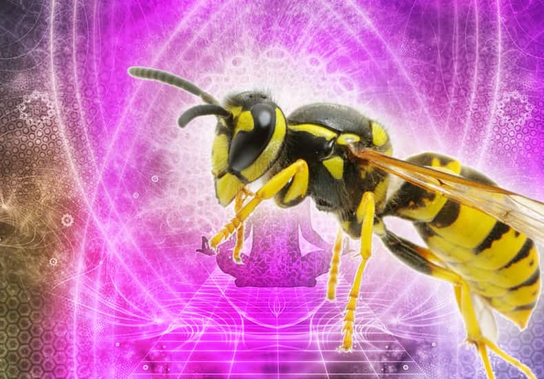 Wasp Spirit Animal